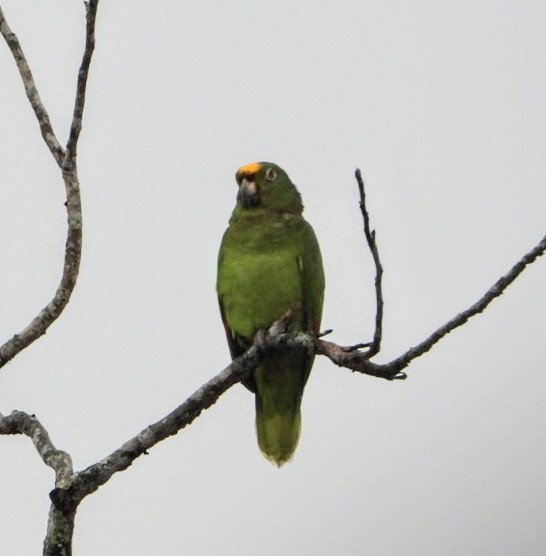 Yellow-crowned Parrot - Brodie Cass Talbott