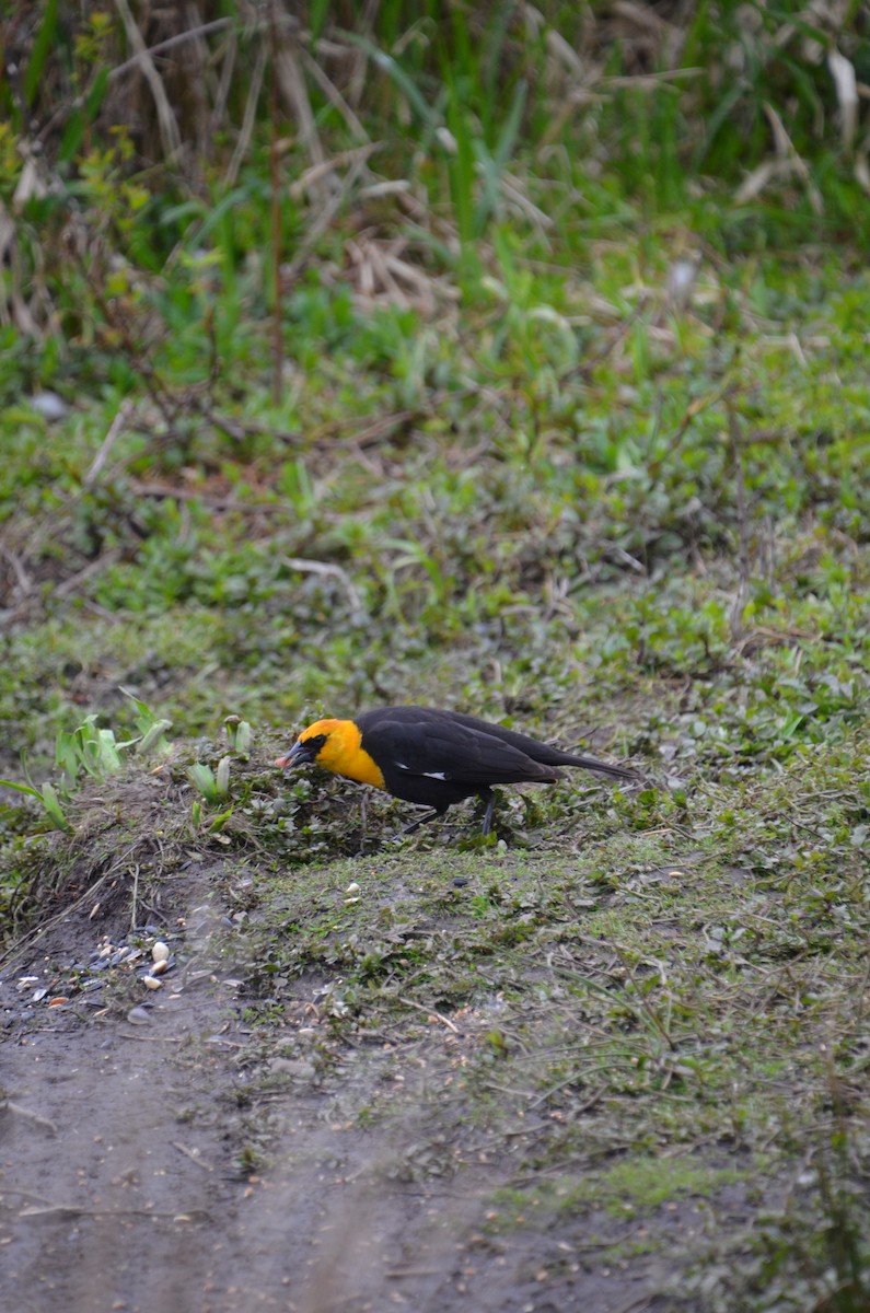 Yellow-headed Blackbird - Vanessa Hum