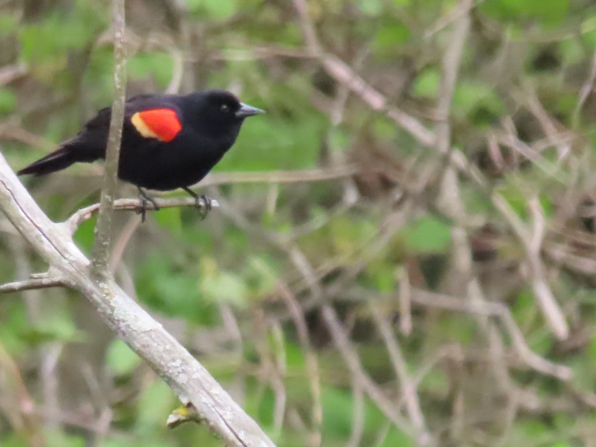 Red-winged Blackbird - ML618466173