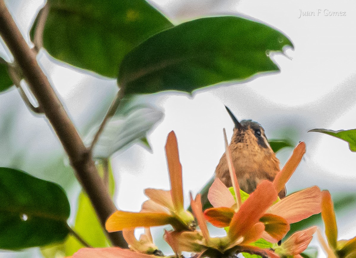 Speckled Hummingbird - ML618466193