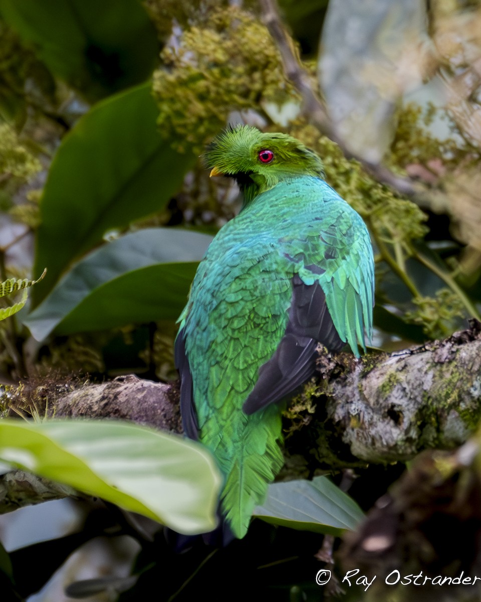 Crested Quetzal - ML618466194