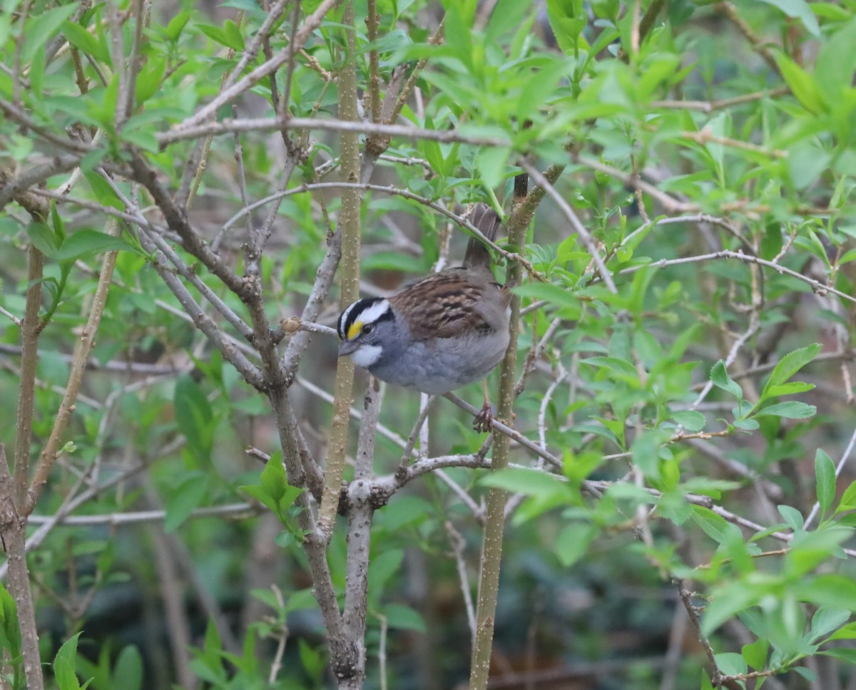 White-throated Sparrow - ML618466223