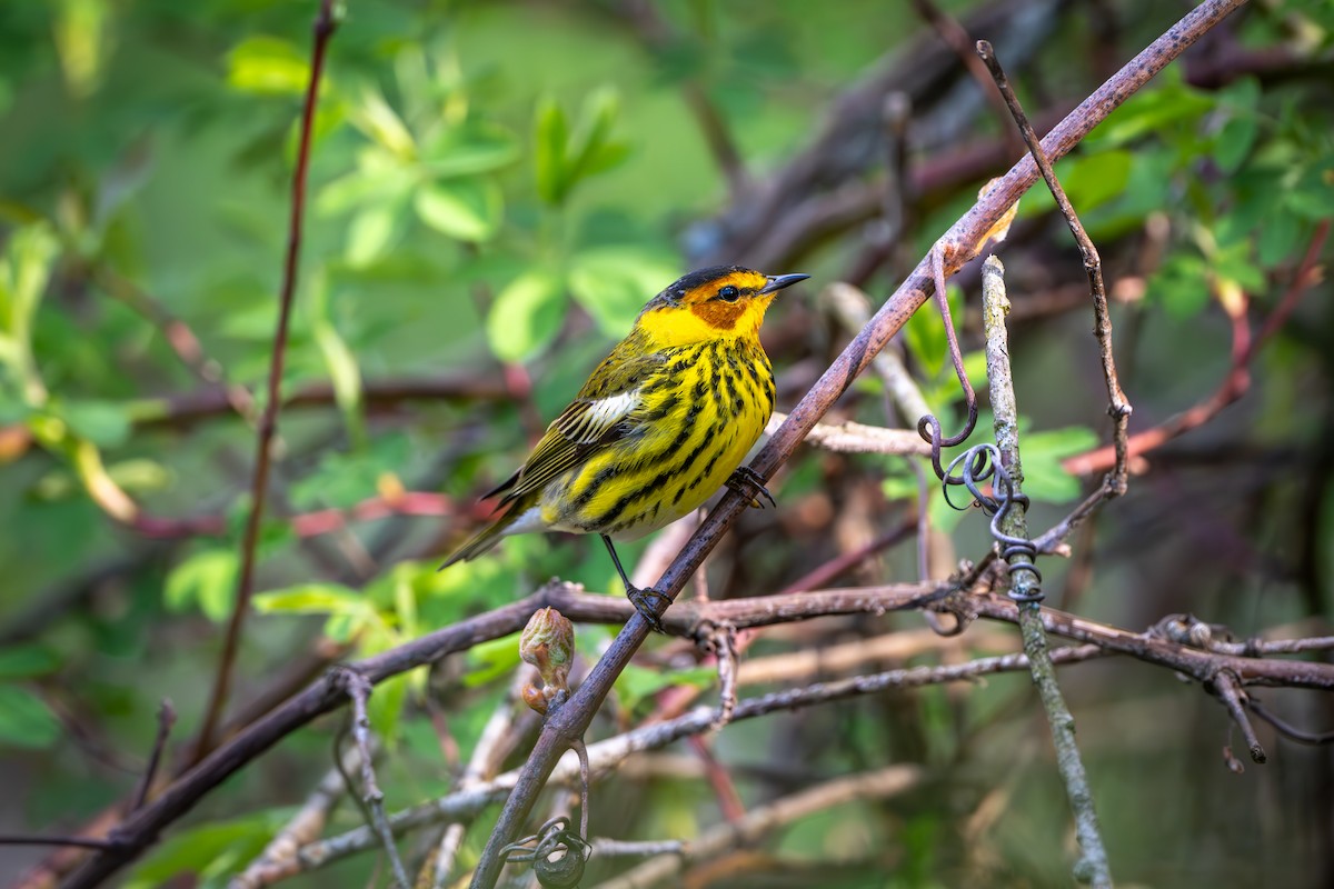 Cape May Warbler - ML618466262
