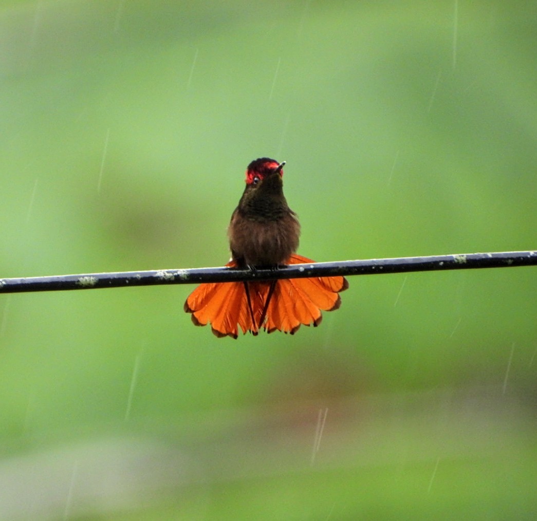 kolibřík červenohlavý - ML618466276