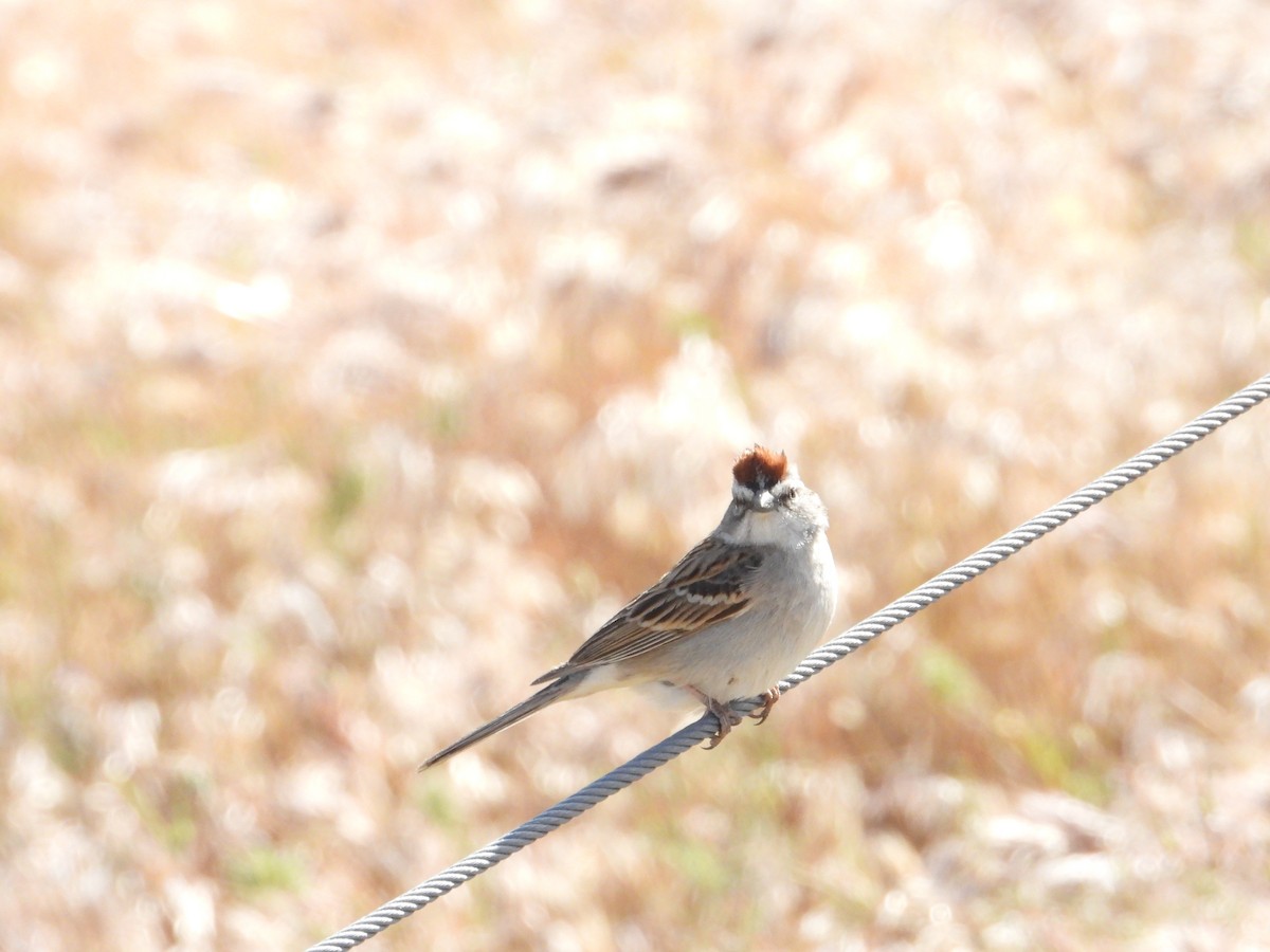 Chipping Sparrow - ML618466287
