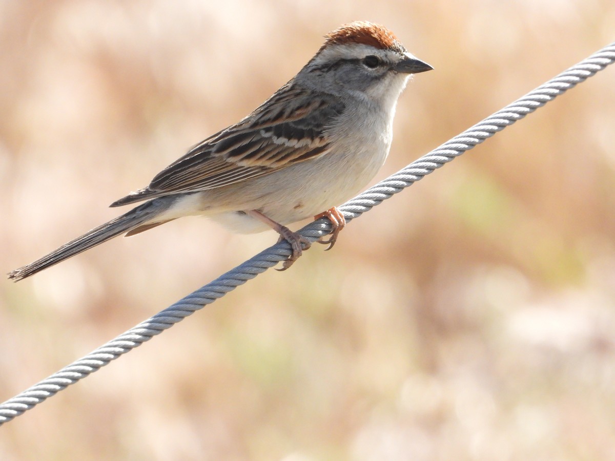 Chipping Sparrow - Bill Holland