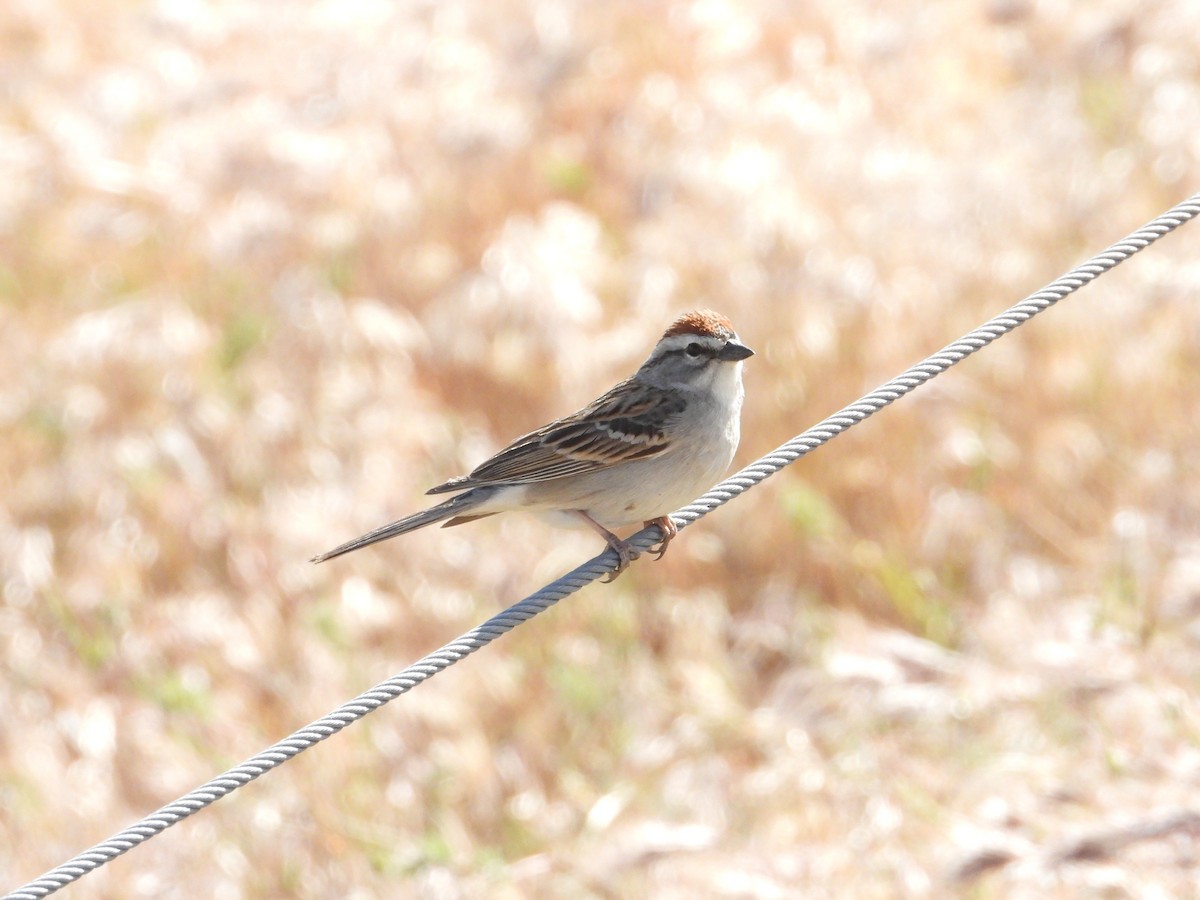 Chipping Sparrow - ML618466290