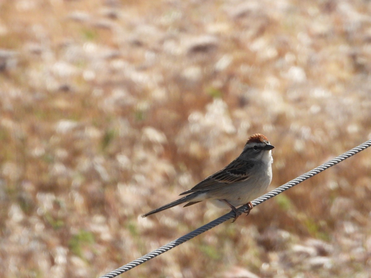 Chipping Sparrow - ML618466291