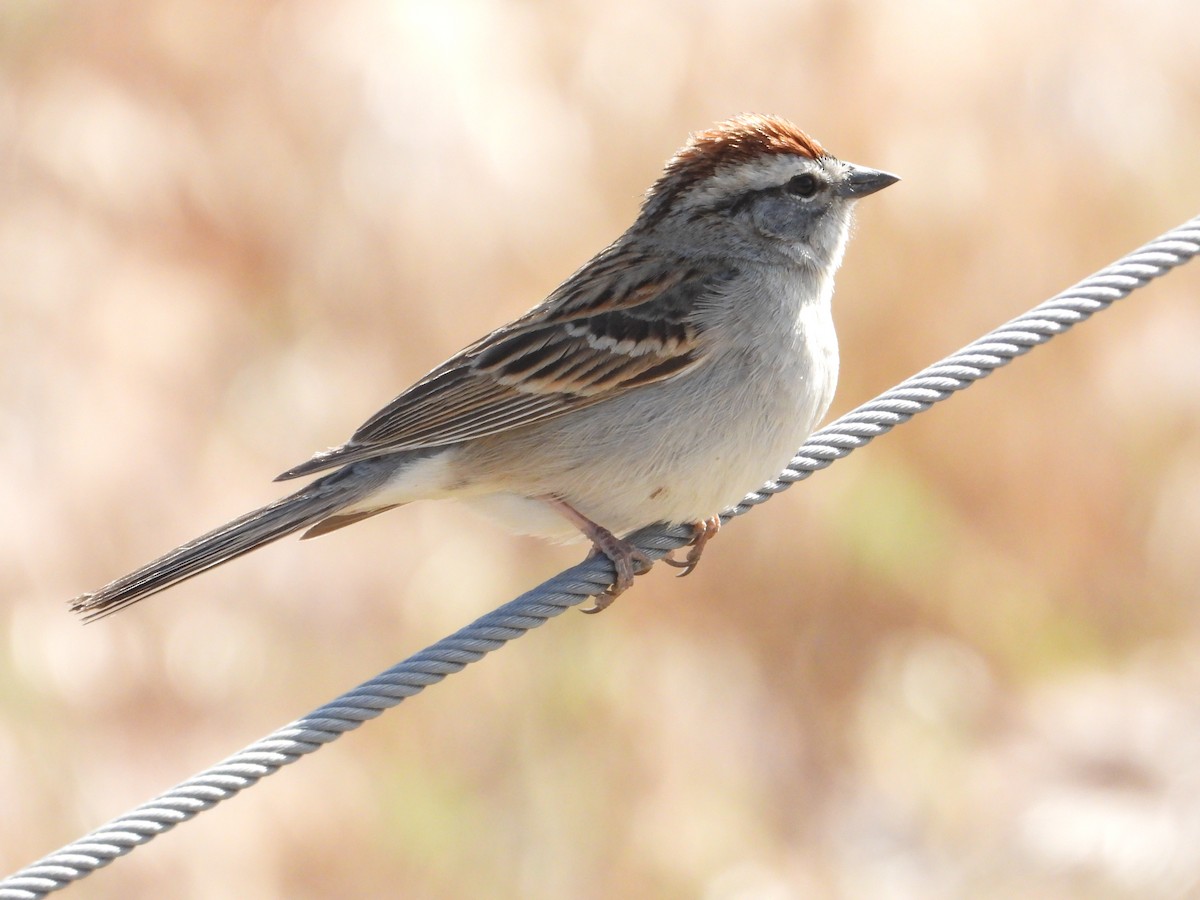 Chipping Sparrow - ML618466292