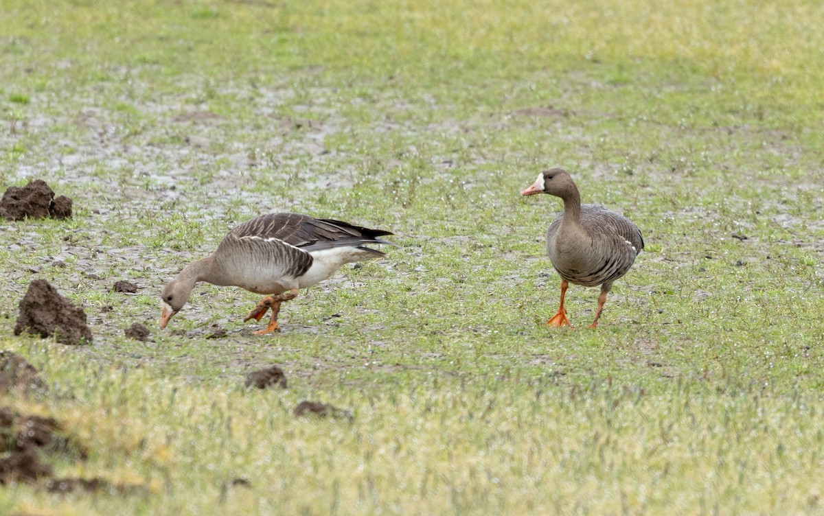 Greater White-fronted Goose (Western) - ML618466298