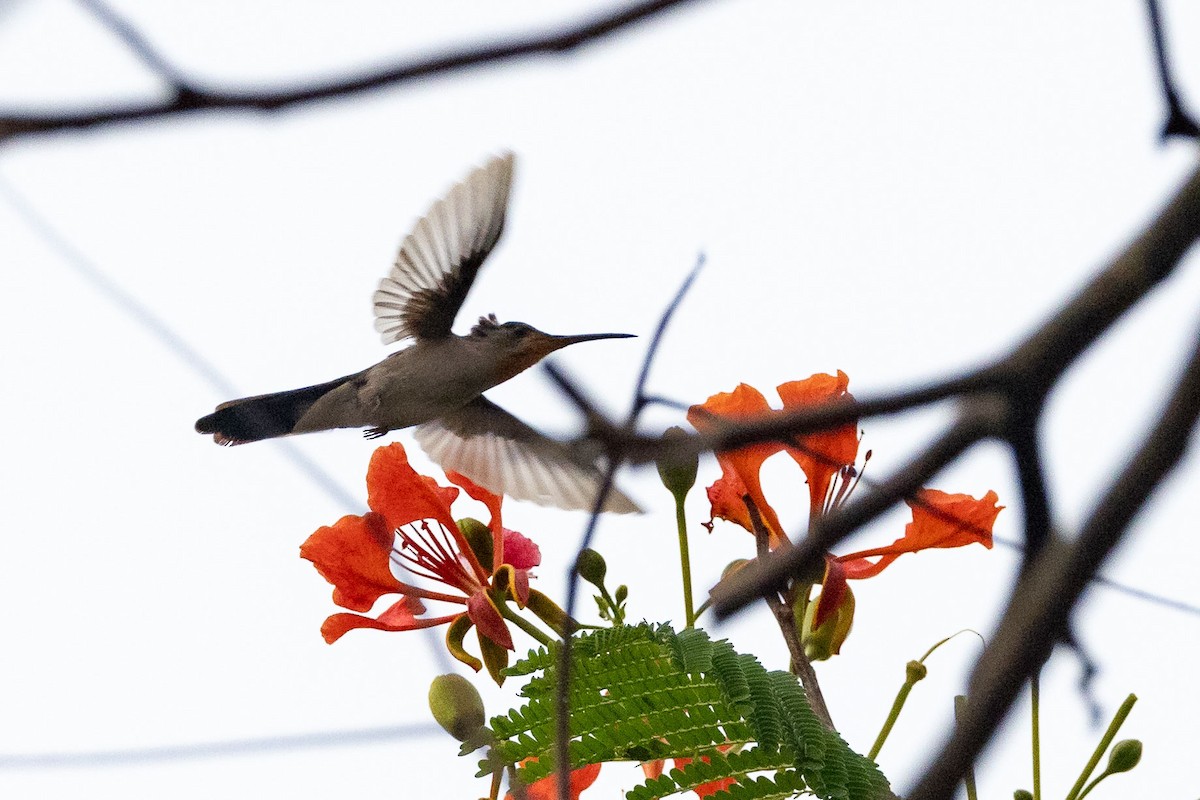 kolibřík klínoocasý - ML618466357