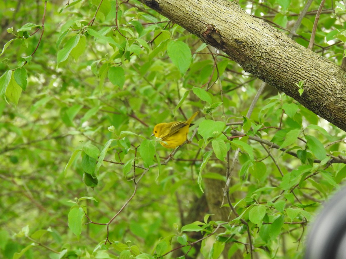 Yellow Warbler - ML618466361