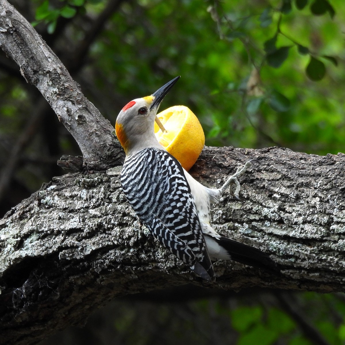 Golden-fronted Woodpecker - ML618466398