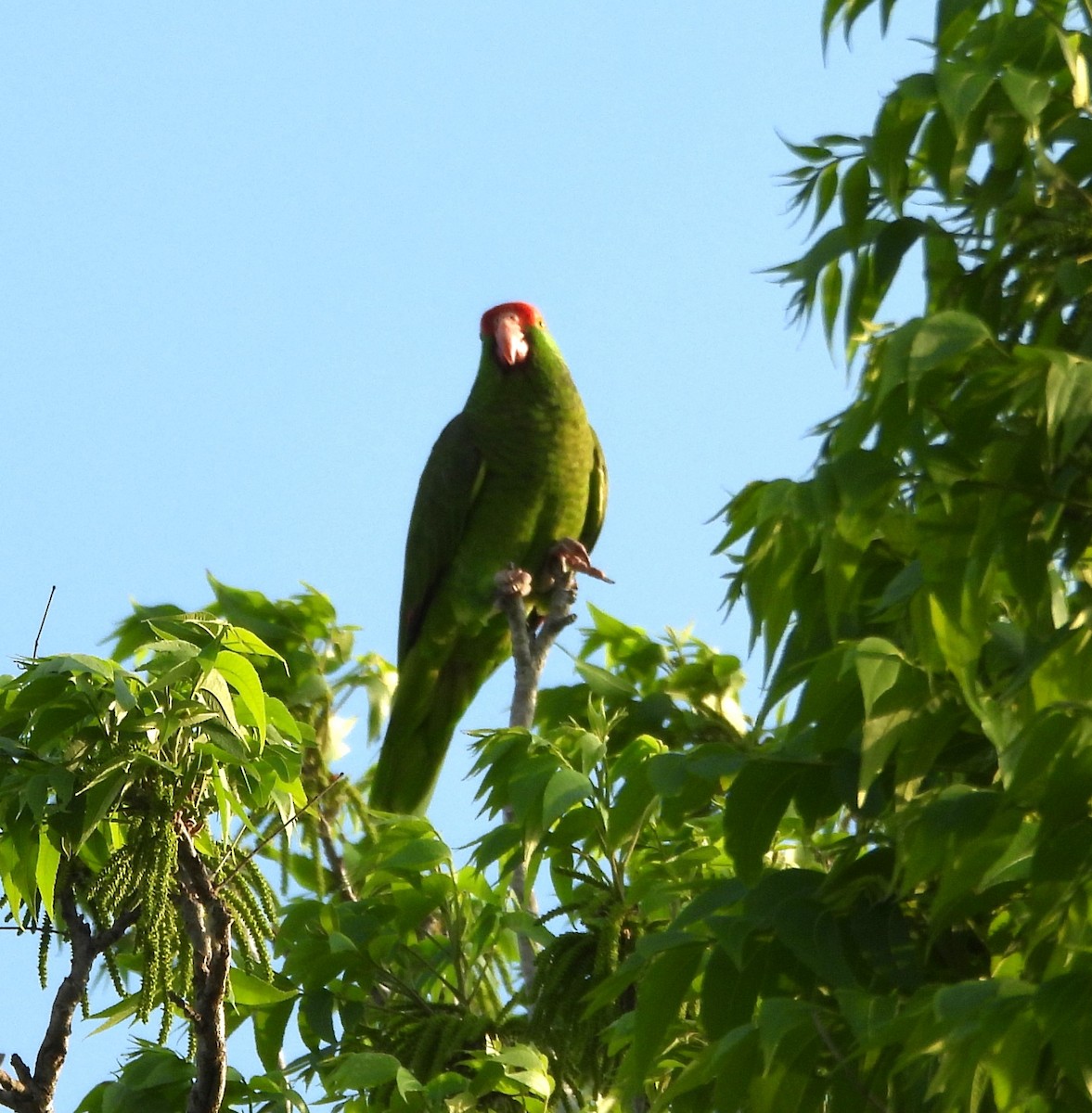 Red-crowned Parrot - Derek Heins