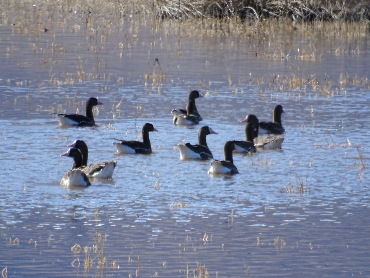 Greater White-fronted Goose (Tule) - ML618466428