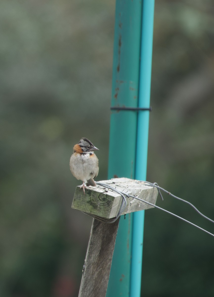 Rufous-collared Sparrow - Maria Isabel Mantilla Mantilla