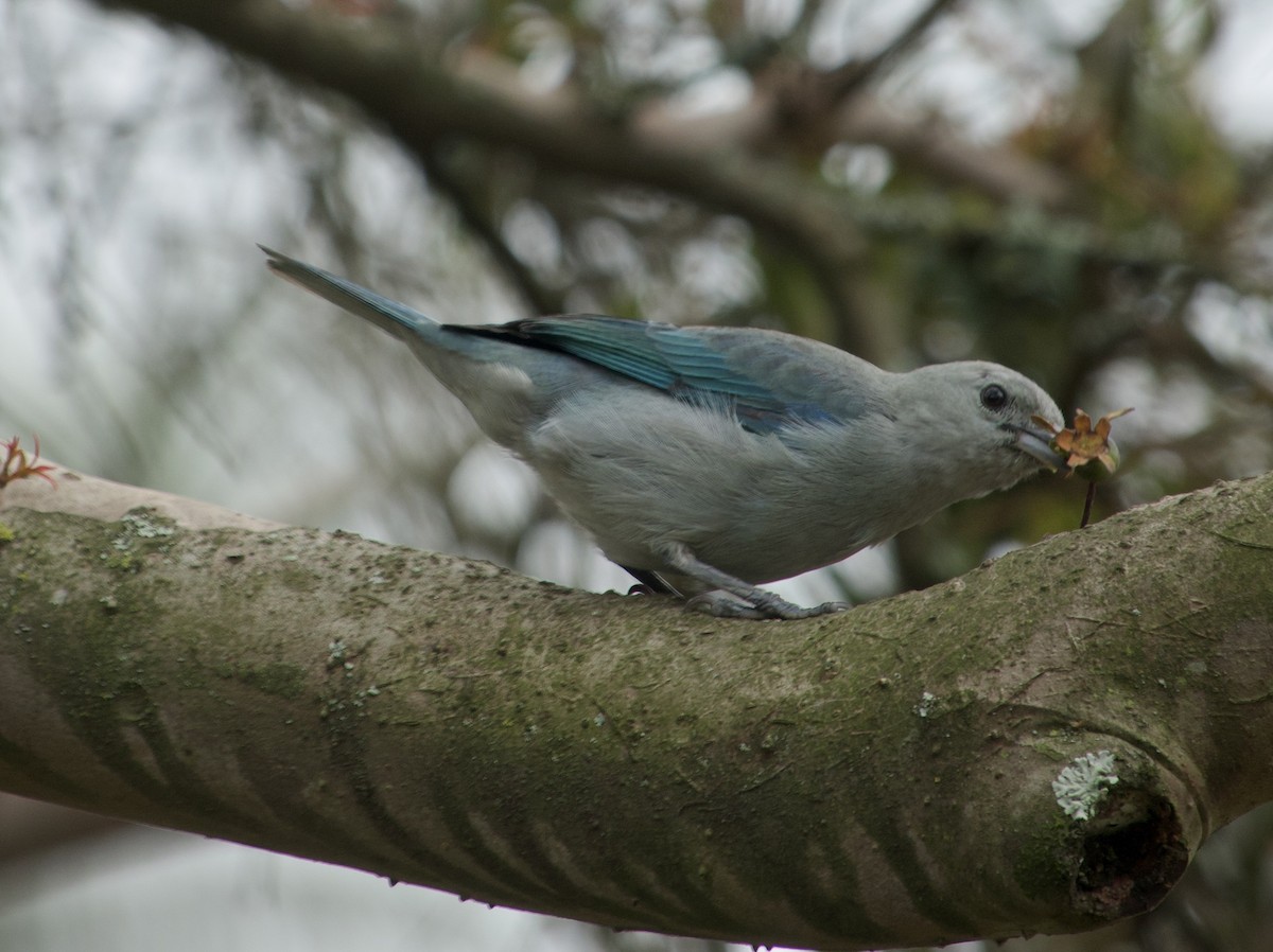 Blue-gray Tanager - ML618466493