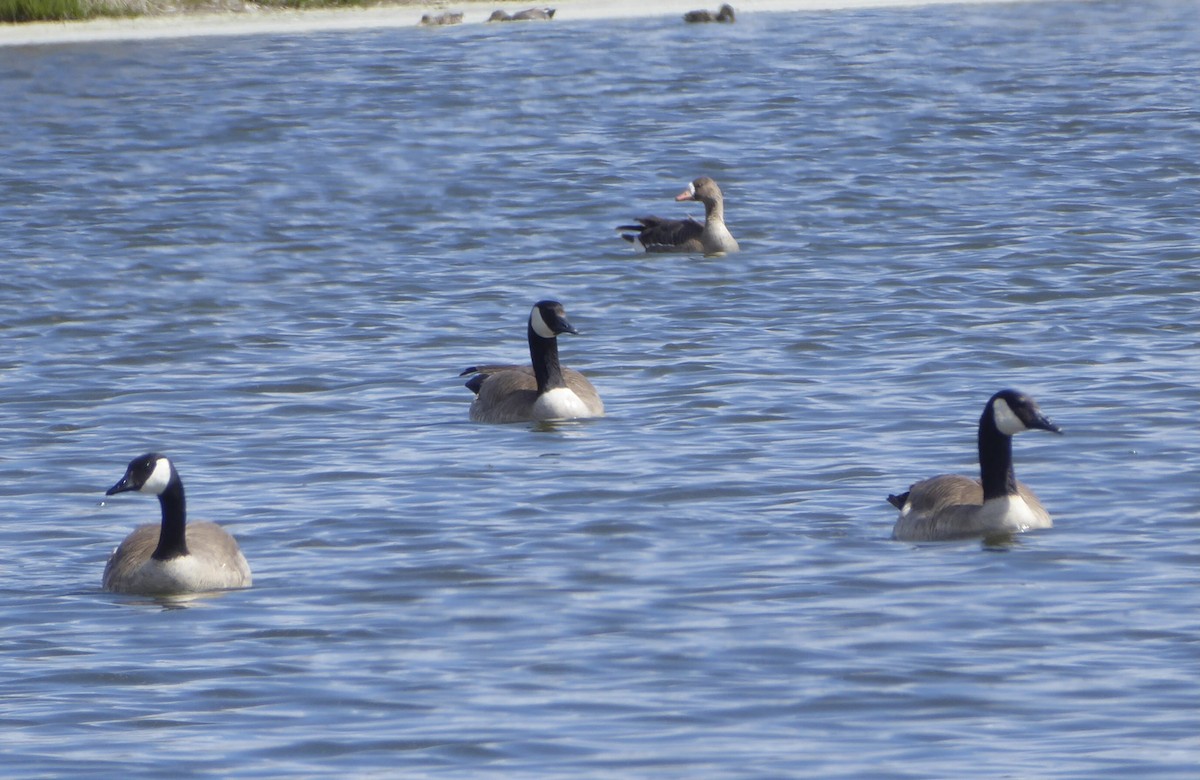Greater White-fronted Goose - ML618466496
