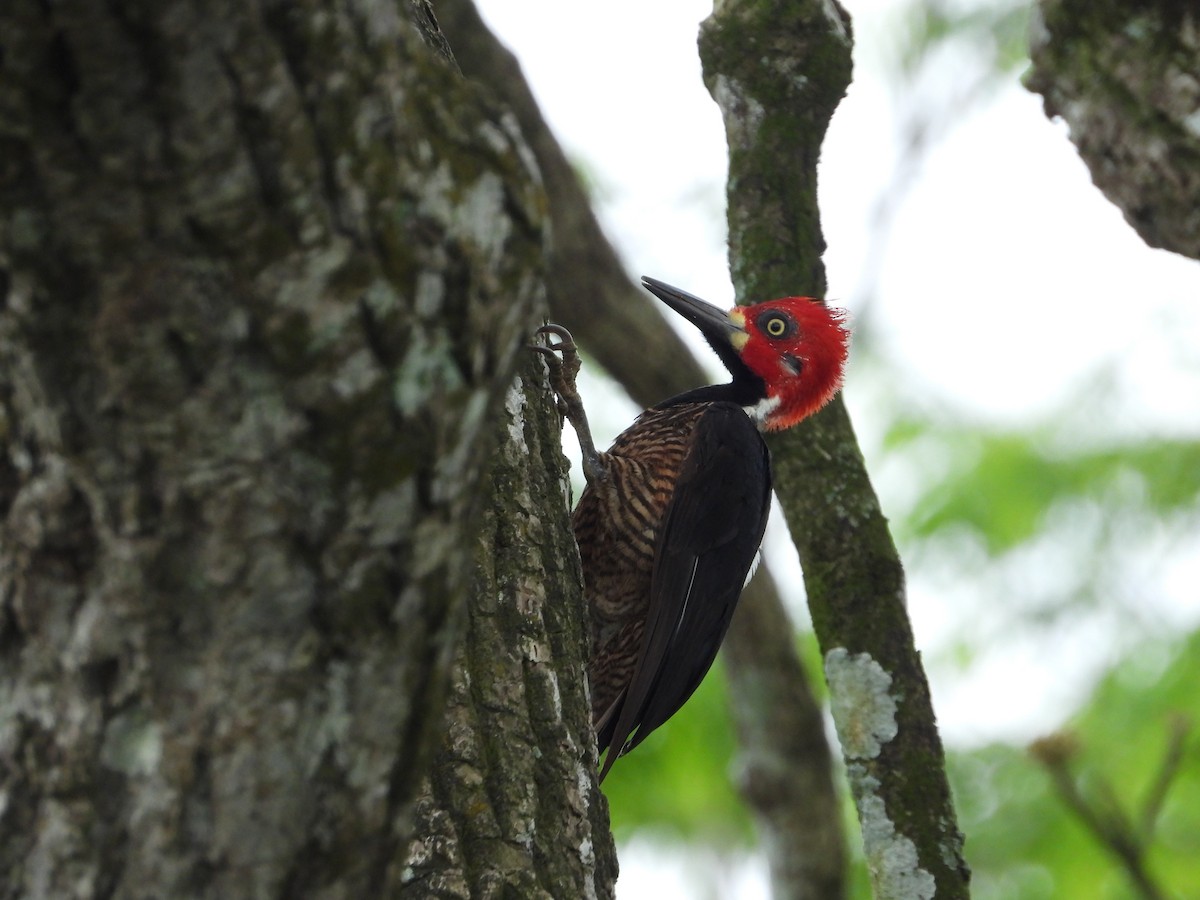 Crimson-crested Woodpecker - ML618466519