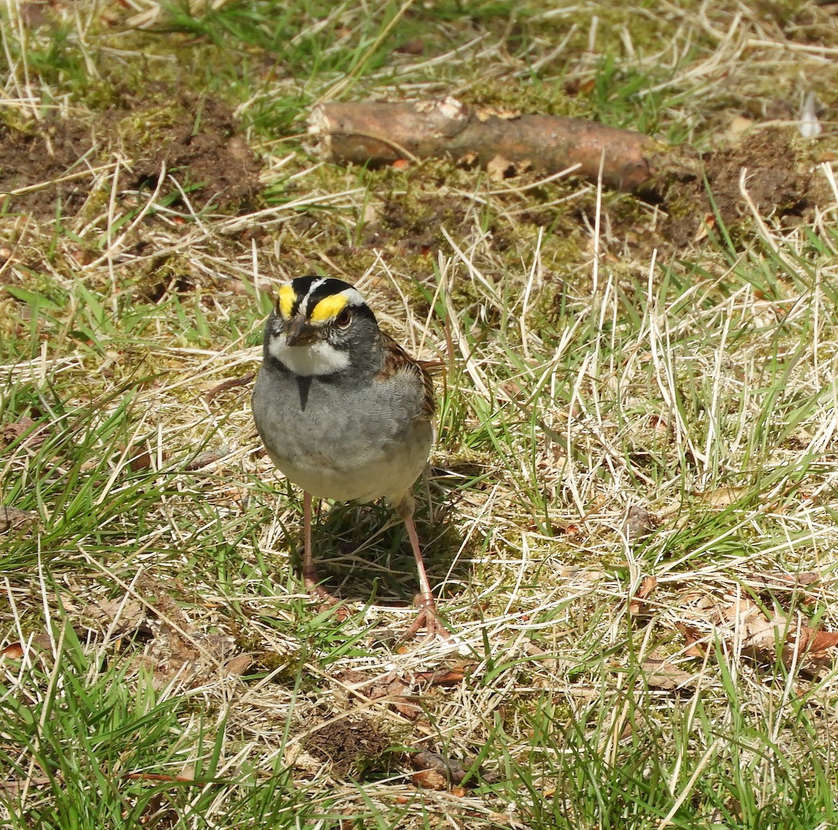 White-throated Sparrow - ML618466556