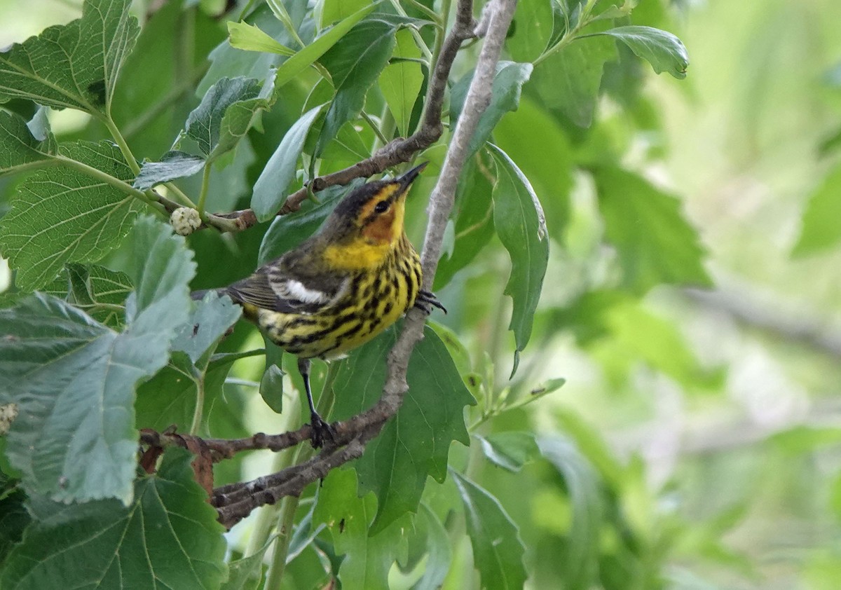 Cape May Warbler - ML618466559