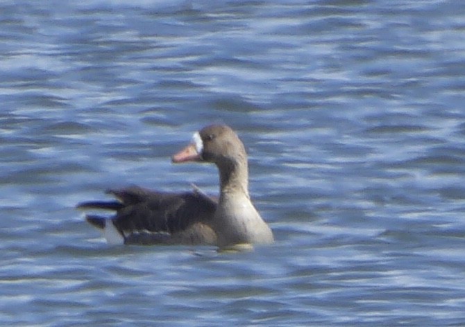 Greater White-fronted Goose - ML618466572
