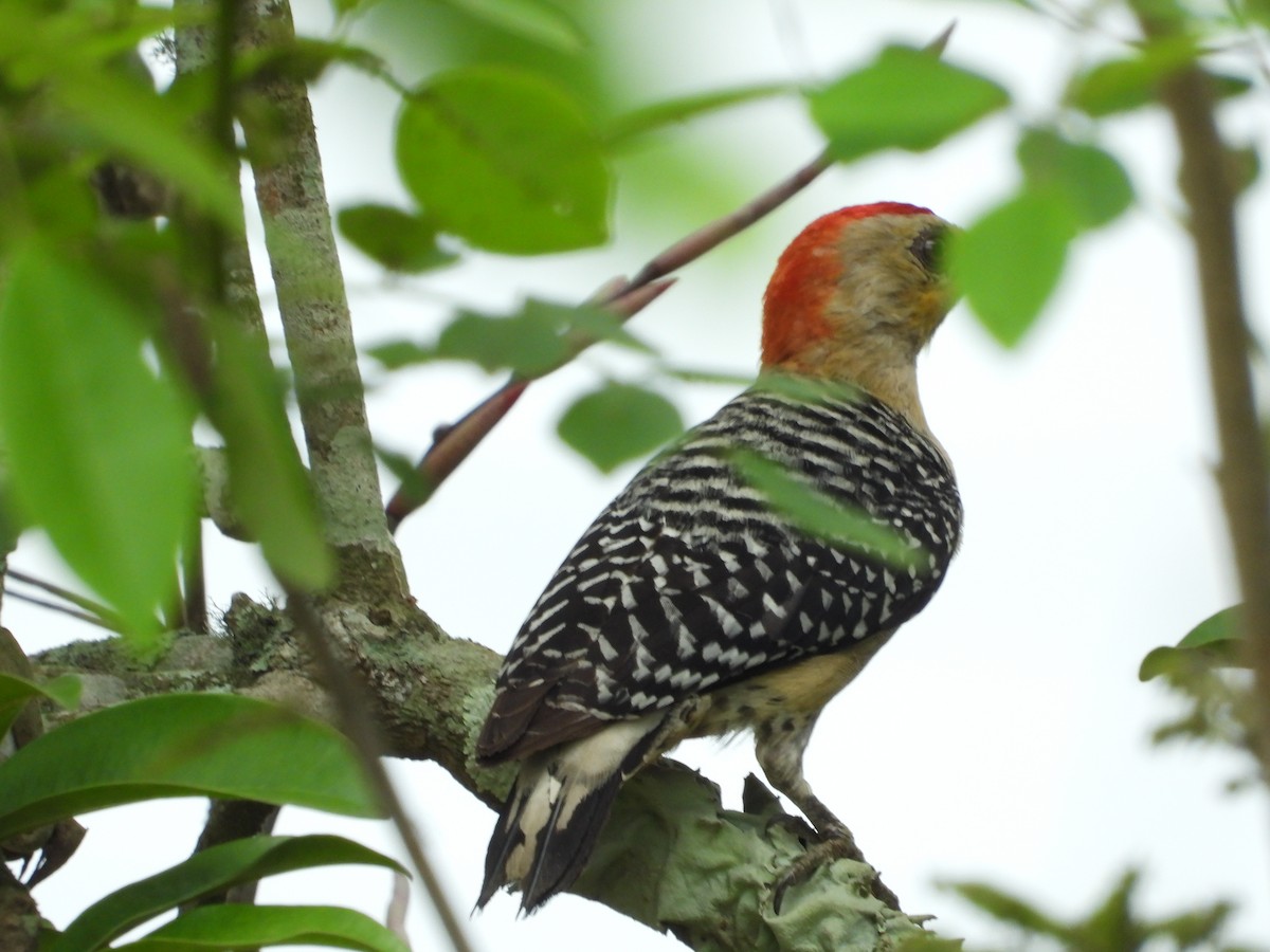 Red-crowned Woodpecker - ML618466590