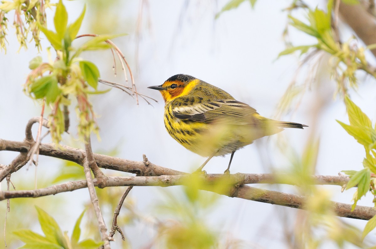 Cape May Warbler - ML618466613