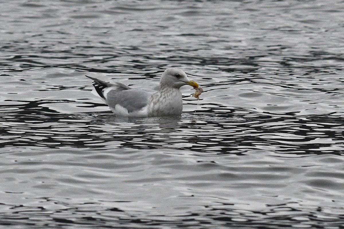 Iceland Gull (Thayer's) - ML618466626