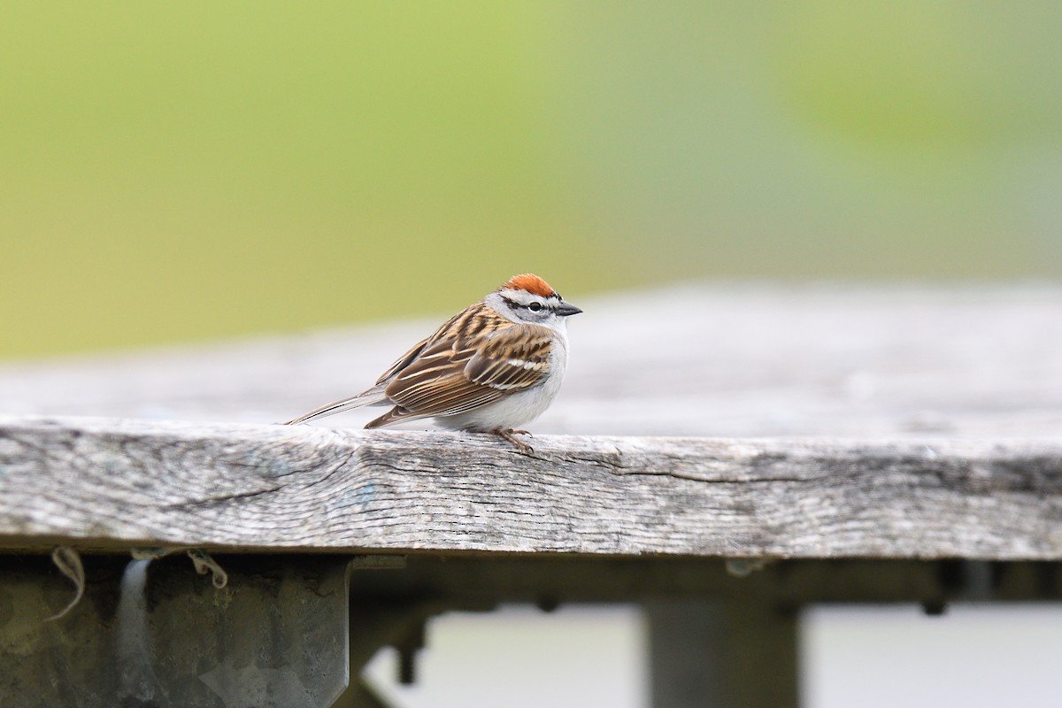 Chipping Sparrow - ML618466641