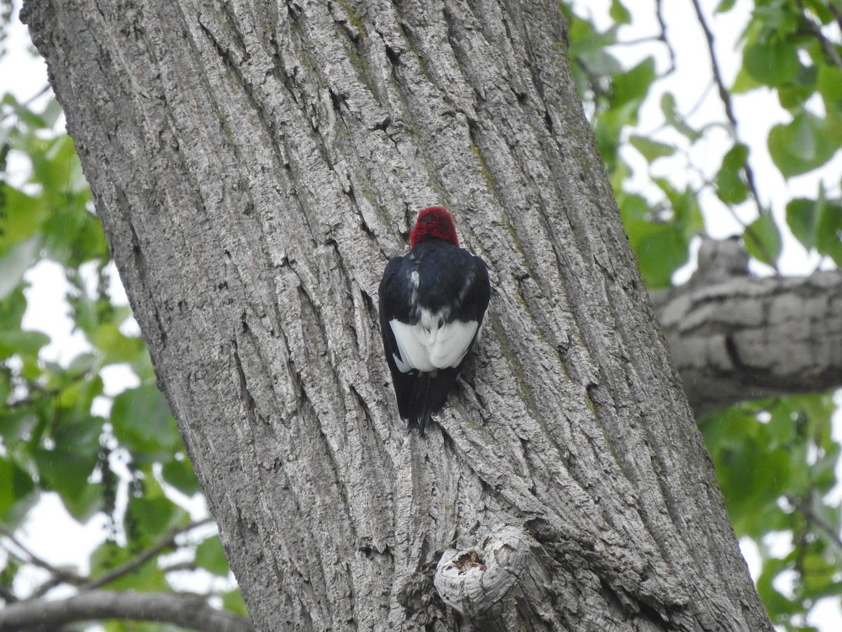 Red-headed Woodpecker - ML618466642
