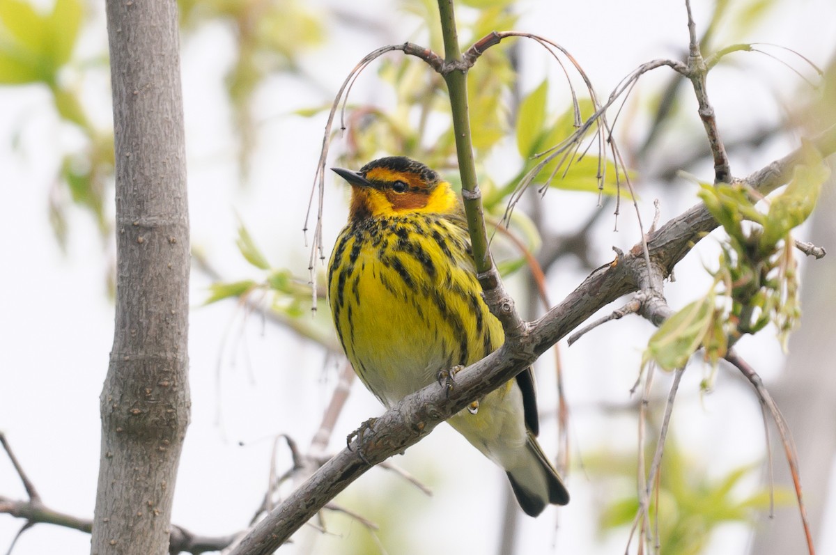 Cape May Warbler - ML618466655