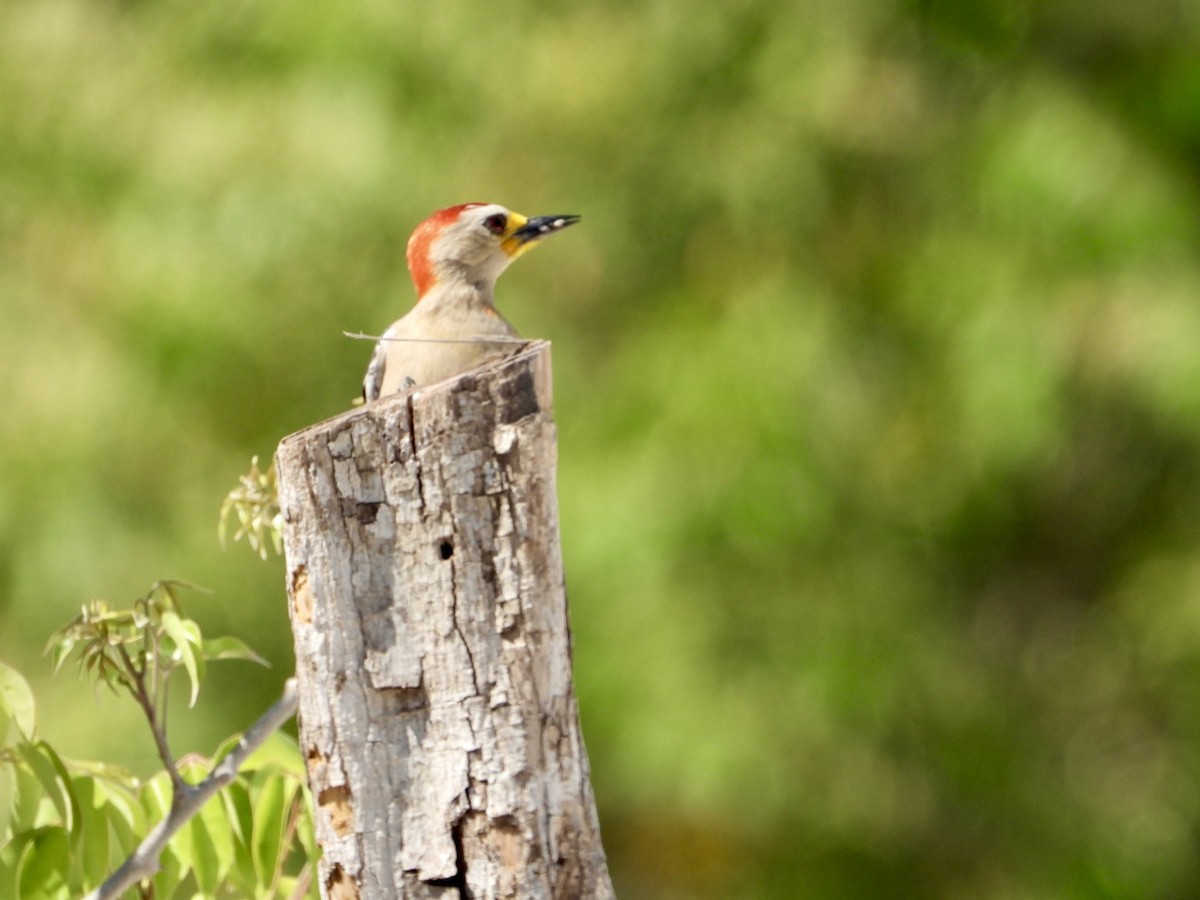 Yucatan Woodpecker - ML618466664