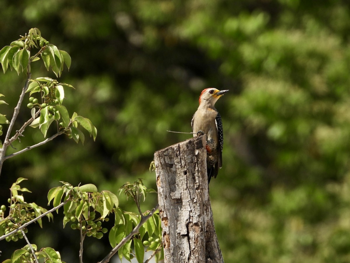 Yucatan Woodpecker - ML618466665