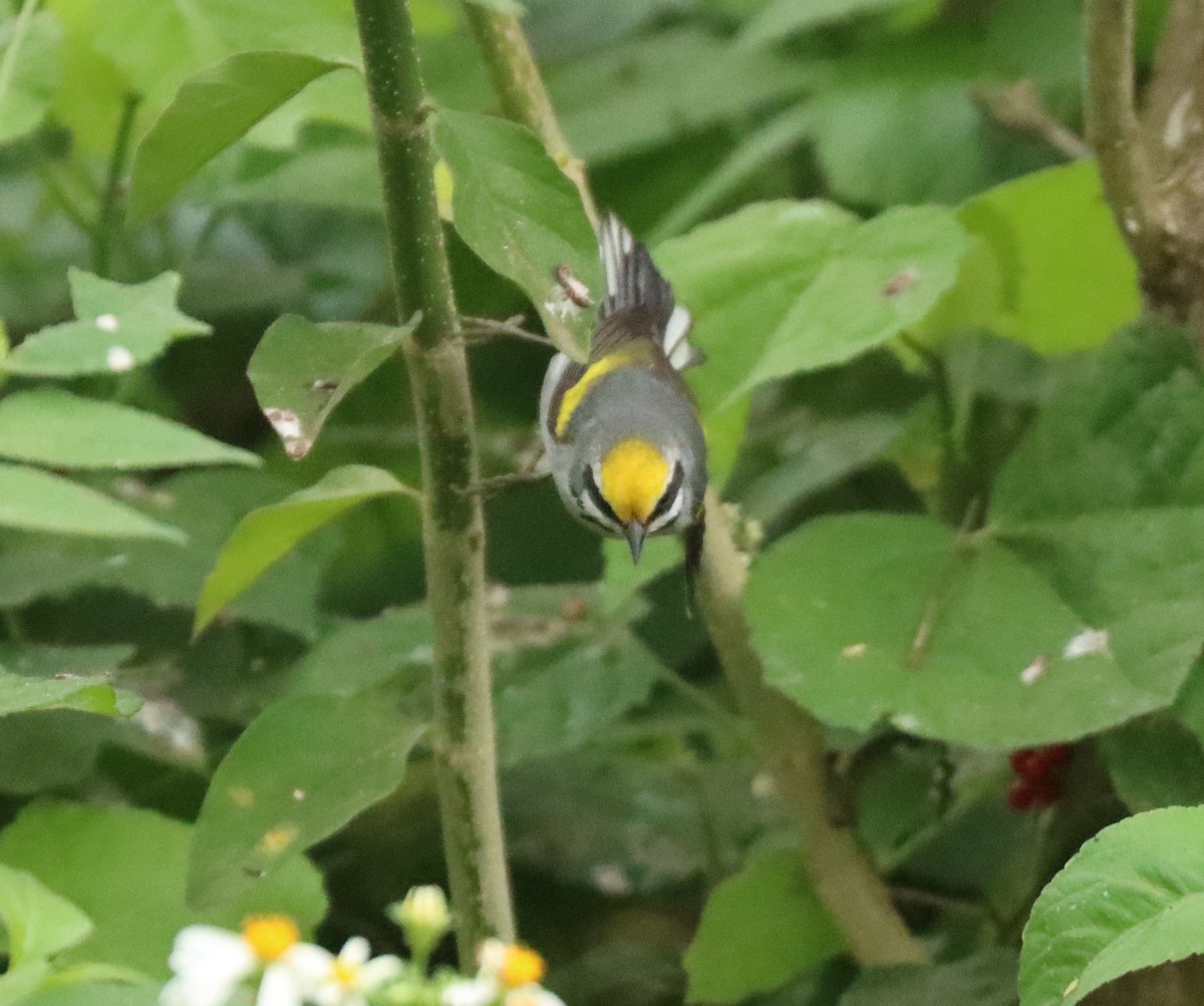 Golden-winged Warbler - ML618466683