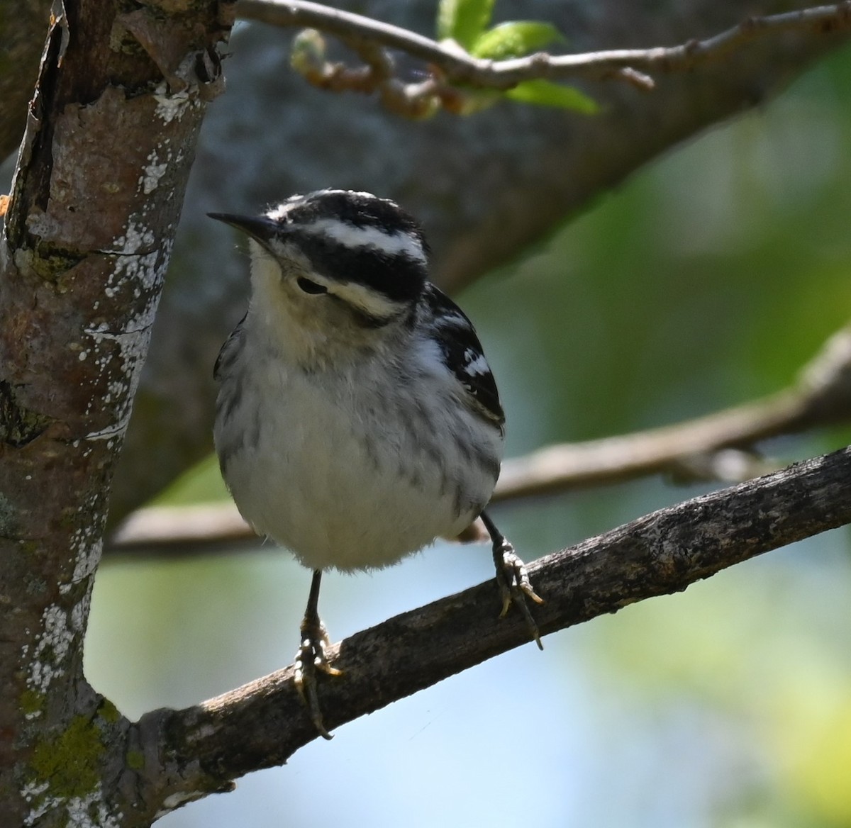 Black-and-white Warbler - ML618466691