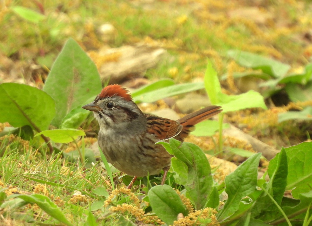 Swamp Sparrow - ML618466698