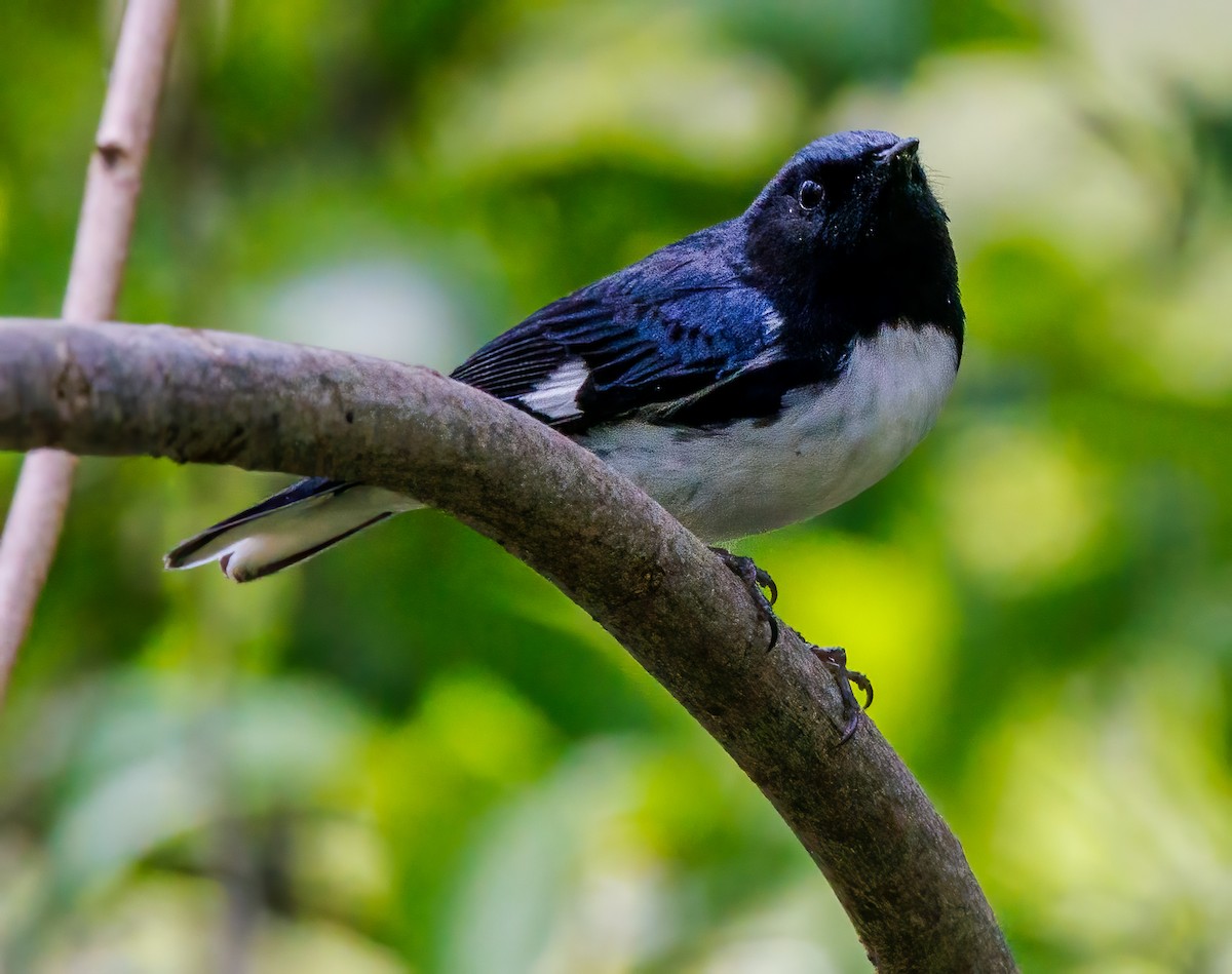 Black-throated Blue Warbler - ML618466733