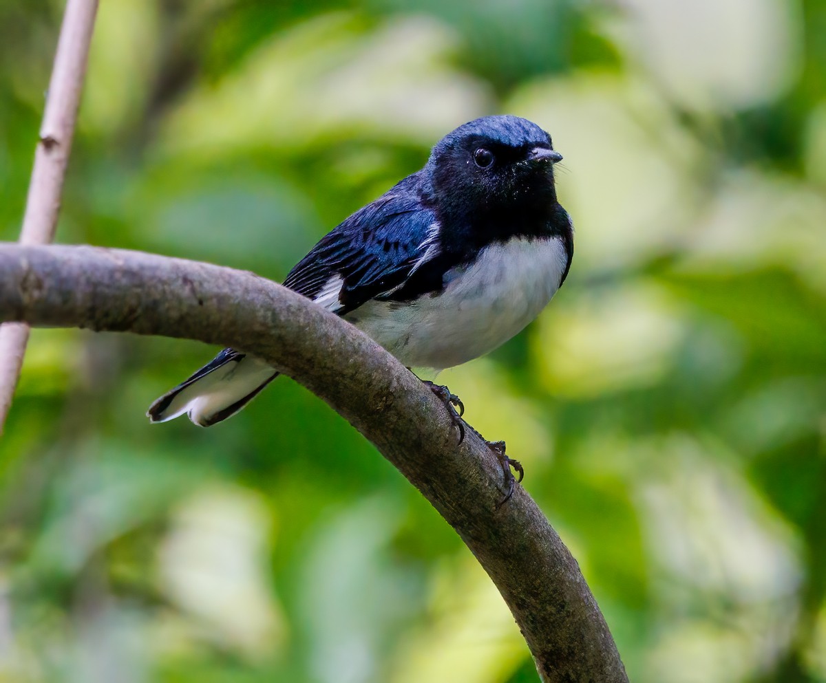 Black-throated Blue Warbler - ML618466734