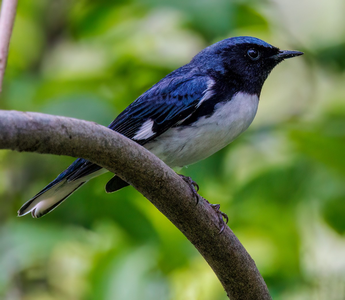 Black-throated Blue Warbler - ML618466736