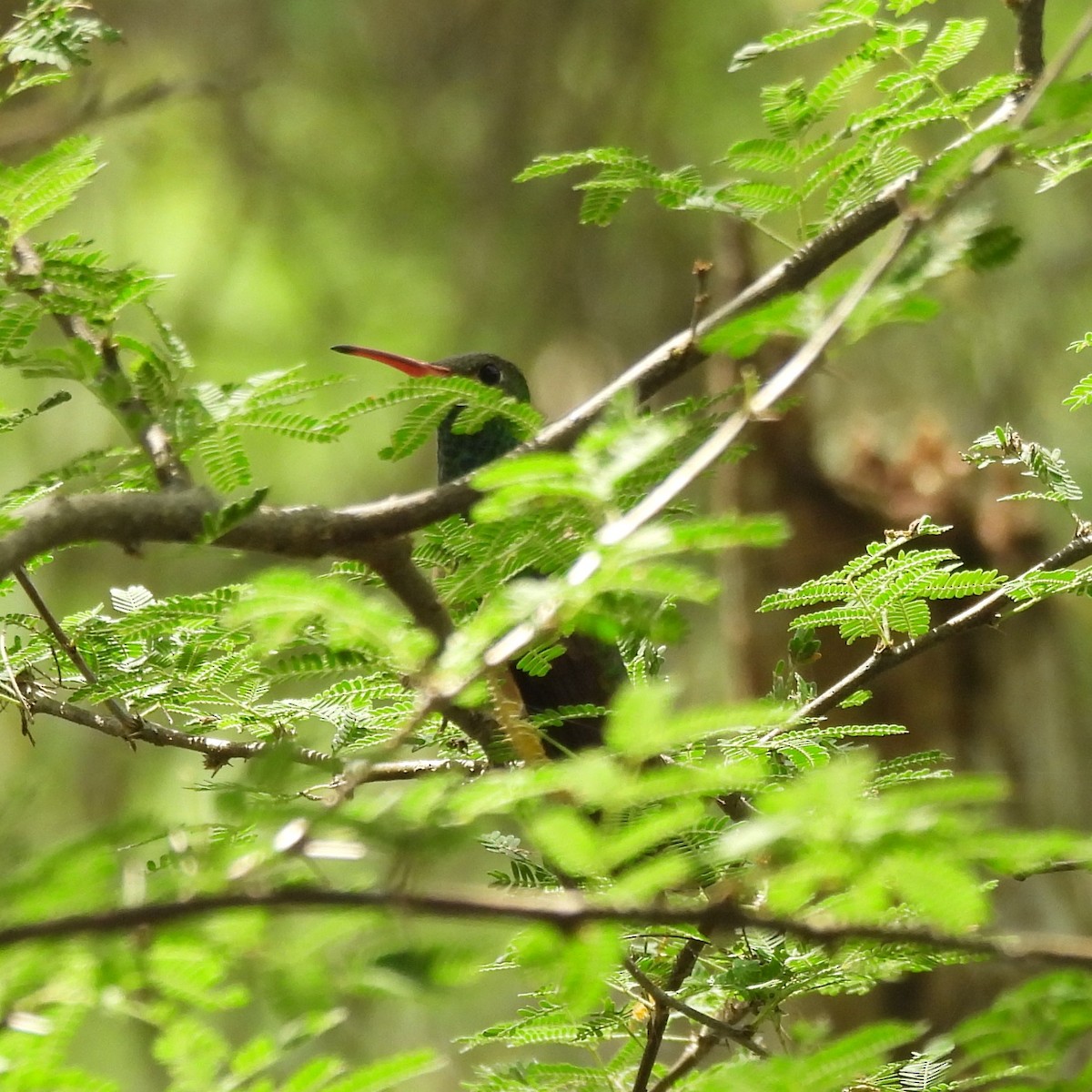 Buff-bellied Hummingbird - ML618466745