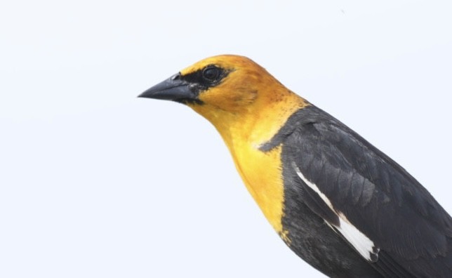 Yellow-headed Blackbird - ML618466786