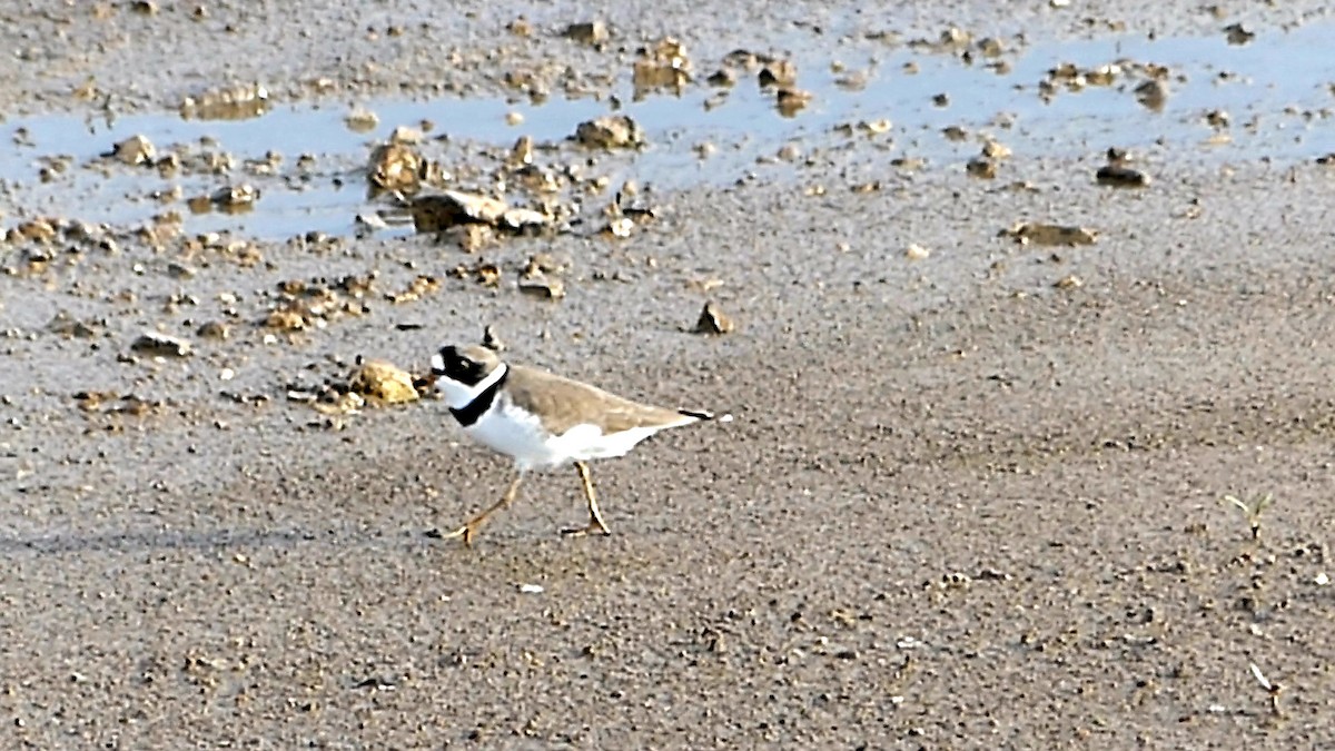 Semipalmated Plover - ML618466788