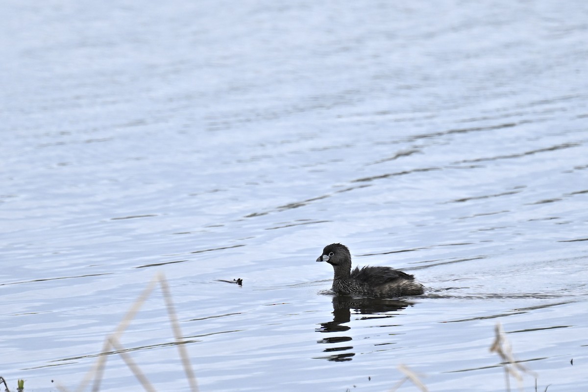 Pied-billed Grebe - france dallaire