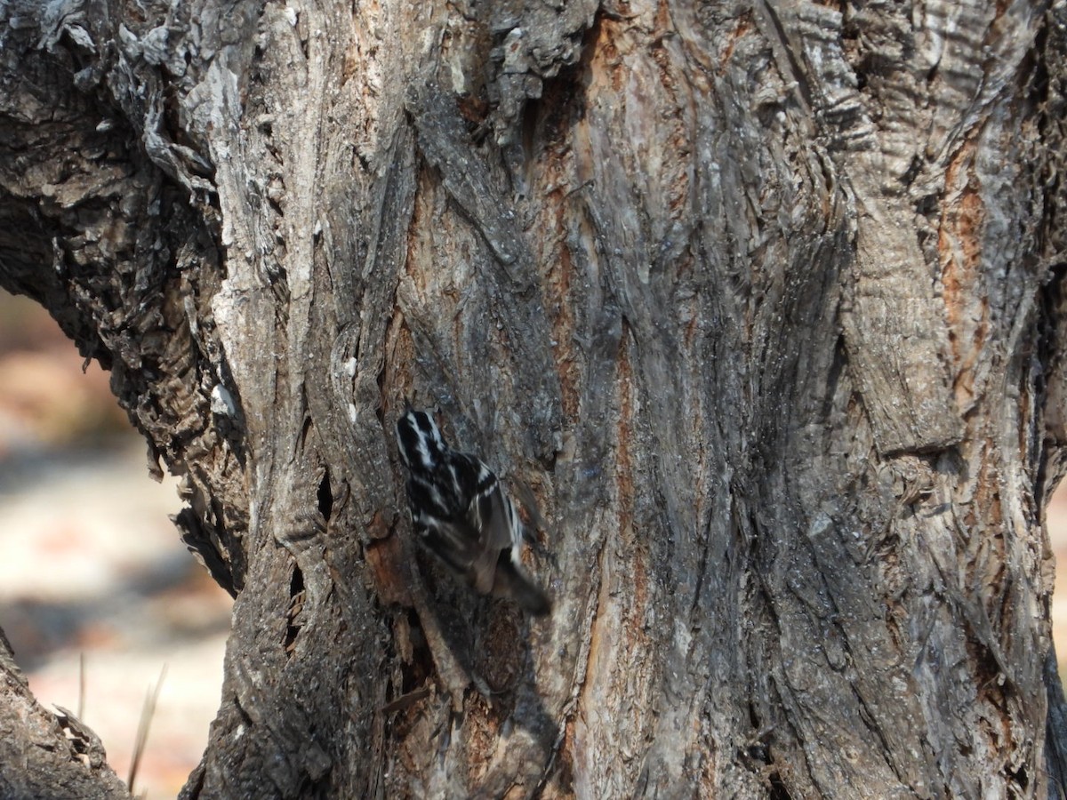Black-and-white Warbler - ML618466856
