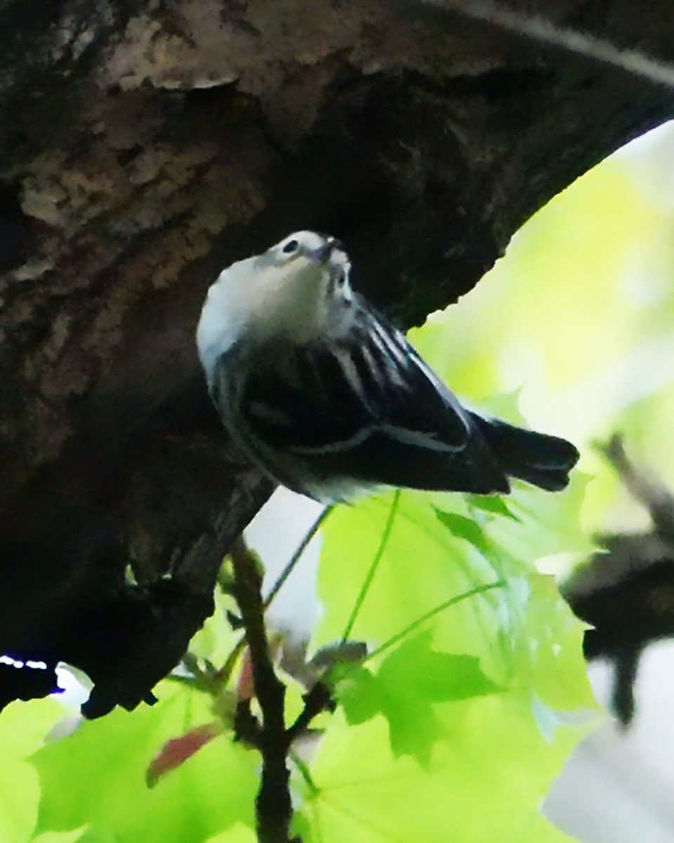 Black-and-white Warbler - ML618466868