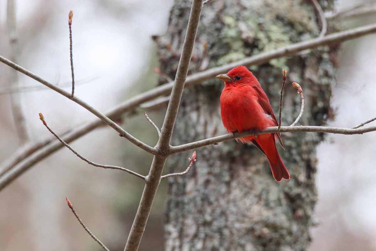 Summer Tanager - Zachary Holderby