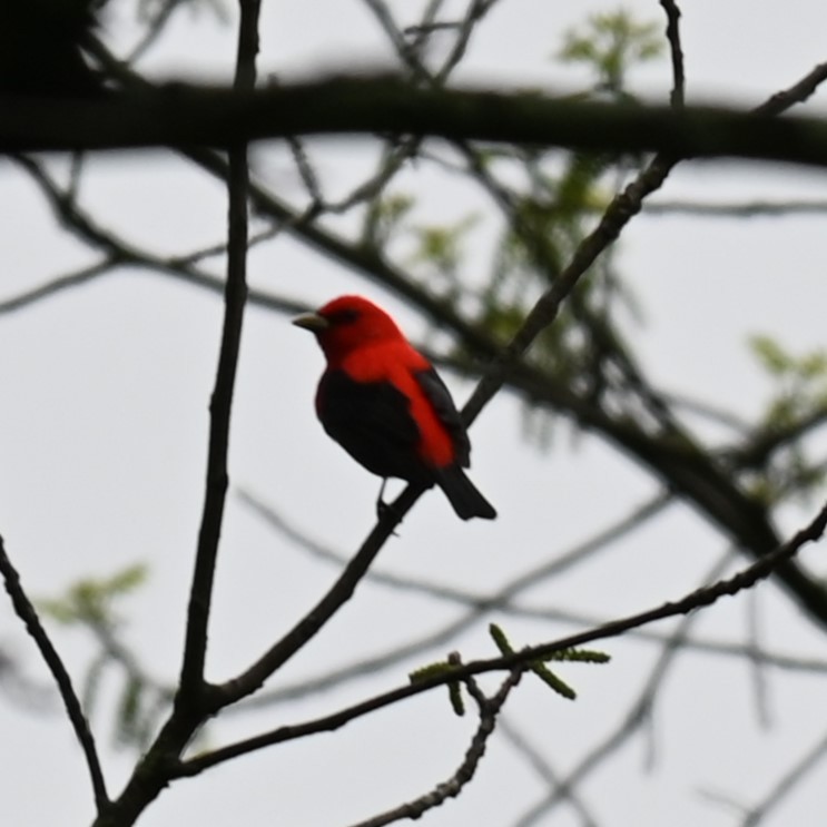 Scarlet Tanager - ML618466893
