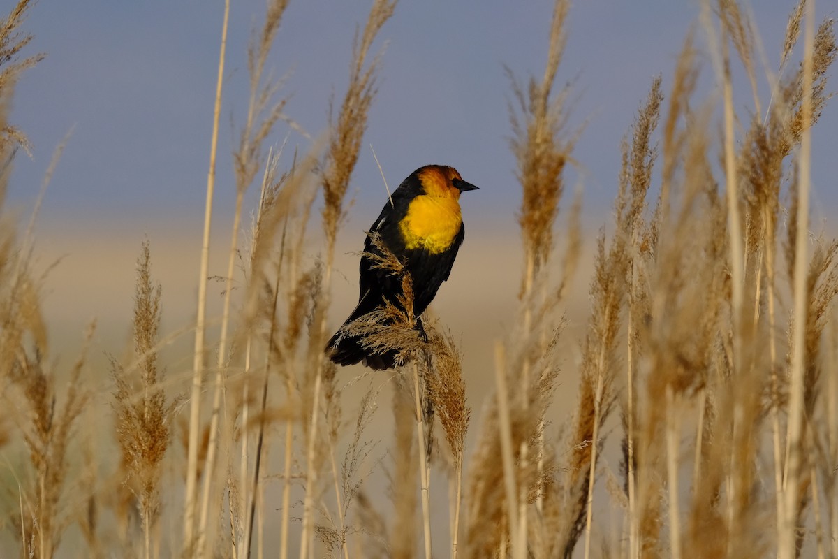 Yellow-headed Blackbird - ML618466936