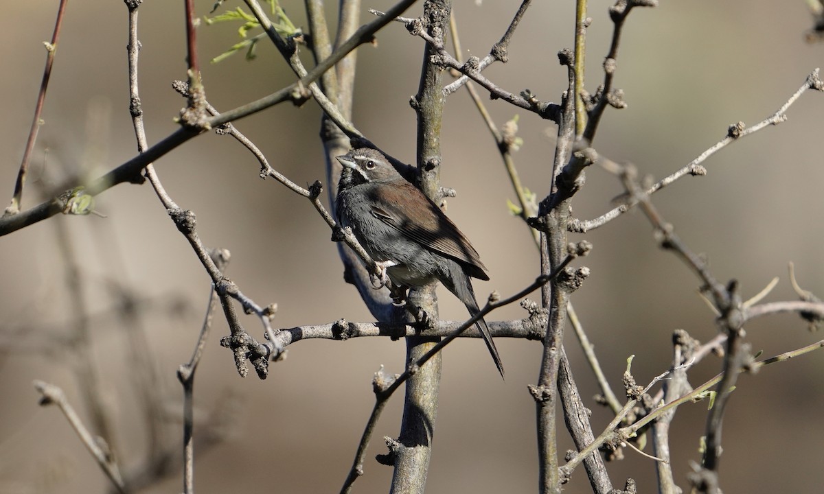Five-striped Sparrow - ML618466988